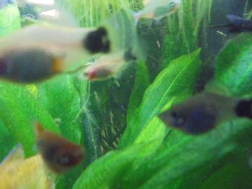 Platy visjes beschikbaar voor biedingen