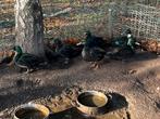 Smaragd eenden, Dieren en Toebehoren