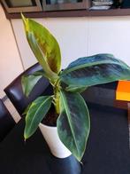 Bananenplant Musa, Ophalen