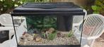 vissen aquarium, Dieren en Toebehoren, Ophalen of Verzenden, Zo goed als nieuw