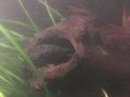 Kweekkoppel Ancistrussen, Dieren en Toebehoren, Vissen | Aquariumvissen