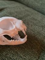 Kattenschedel 3d-print, Verzamelen, Dierenverzamelingen, Ophalen of Verzenden, Nieuw, Hond of Kat, Beeldje of Figuurtje