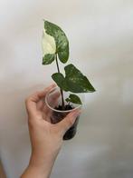 Syngonium albo variegata, Ophalen of Verzenden