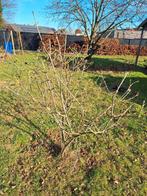 Viburnum opulus, Ophalen, Overige soorten, Struik, 100 tot 250 cm