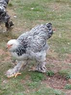 Brahma zilverpatrijs hennen te koop, Dieren en Toebehoren, Vrouwelijk, Kip