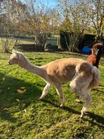 Groep alpaca’s samen of apart te koop, Juin, Plusieurs animaux