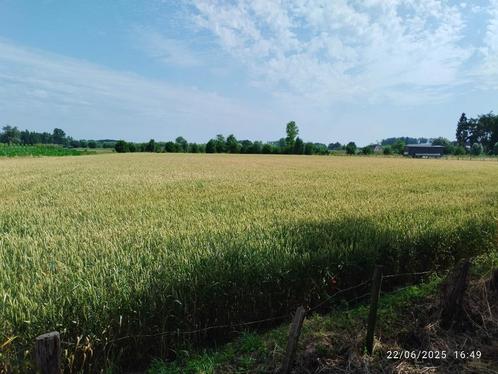 Stro los van het land, oogst 2025, Zakelijke goederen, Landbouw | Veevoer, Ophalen