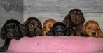 pups van Engelse cocker Spaniel, beide ouders zijn aanwezig, CDV (hondenziekte), Meerdere, 8 tot 15 weken, Meerdere dieren