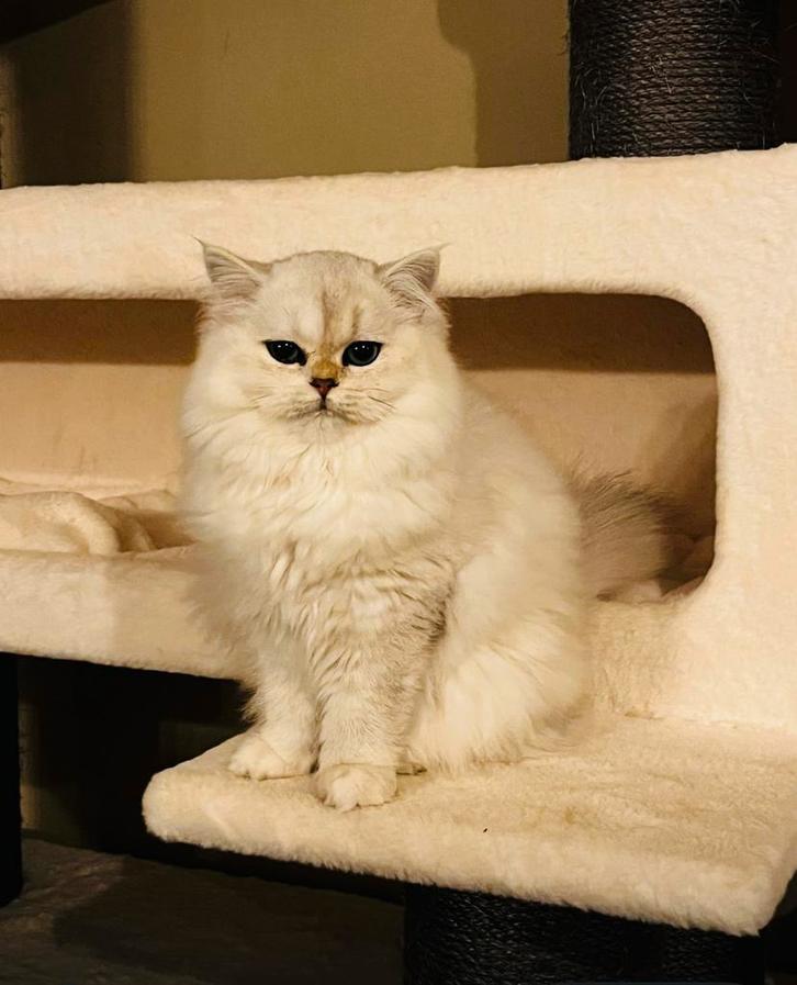 Lieve Stella zoekt een nieuw thuis, Dieren en Toebehoren, Katten en Kittens | Raskatten | Langhaar, Poes, 0 tot 2 jaar, Met stamboom