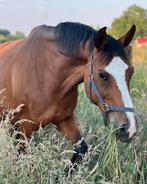 Drachtige fokmerrie, Jument