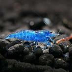 Aqarium, Dieren en Toebehoren, Ophalen, Nieuw