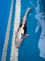 50 cm koi met rode stip, Dieren en Toebehoren, Vissen | Vijvervissen, Karper of Koi