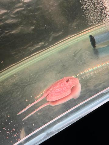 Potamotrygon male albinos red Pearl 15cm disque beschikbaar voor biedingen