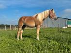 3 jarige halflingermerrie, Dieren en Toebehoren, Paarden, Merrie, M