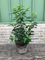 Prunus lusitanica 4 + 1 gratis, Jardin & Terrasse, Plantes | Arbustes & Haies, Laurier, Enlèvement, Haie