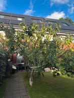 Mediteraanse vijgenboom, Ophalen