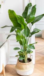 Strelitzia nicolai, Huis en Inrichting, Kamerplanten, Ophalen