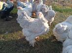 Brahma hennen Isabel, Dieren en Toebehoren, Pluimvee