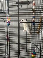 Dwergpapegaai, Sexe inconnu, Perroquet nain ou Inséparable, Domestique