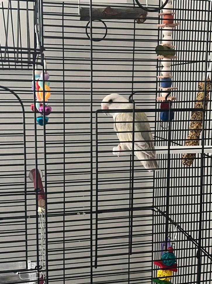 Dwergpapegaai, Dieren en Toebehoren, Vogels | Parkieten en Papegaaien, Dwergpapegaai of Agapornis, Geslacht onbekend, Tam