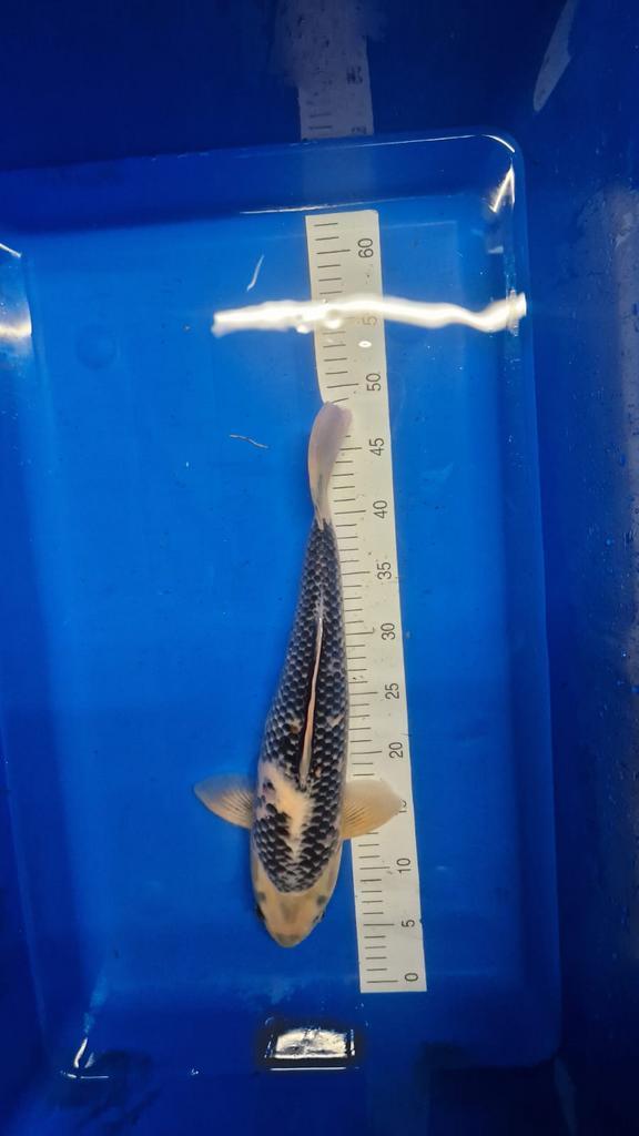 Shiro utsuri koi 45cm  spotprijs, buitenkansje!, Dieren en Toebehoren, Vissen | Vijvervissen