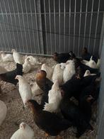 Verschillende legkippen, Dieren en Toebehoren, Pluimvee