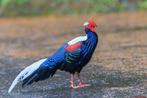 swinghoefazant, Meerdere dieren