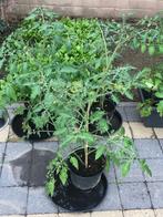 13 cocktail tomaatjes, Ophalen, Volle zon, Groenteplanten, Eenjarig