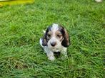 petit basset grifon vendeen pups  6-8-24, Dieren en Toebehoren, Honden | Beagles, Bassets en Lopende honden, België, 8 tot 15 weken