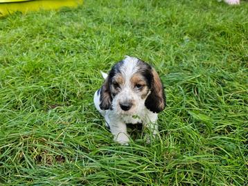 petit basset grifon vendeen pups  6-8-24