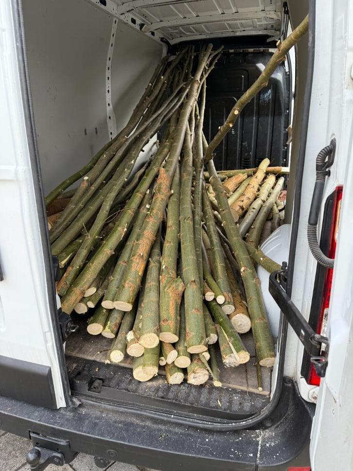 knotwilgen bomen   meer dan 3 meter lang, Tuin en Terras, Planten | Bomen, Overige soorten, 250 tot 400 cm, Ophalen
