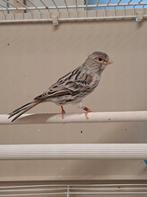 rode kanarie, Dieren en Toebehoren, Vrouwelijk, Kleurkanarie