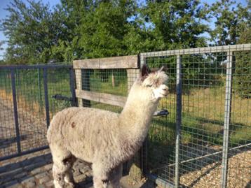 3 jarige Alpaca hengst, Mâle, Chèvre, 3 à 5 ans