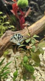 Polar Blue parrot cychlide, Vis, Zoetwatervis