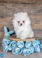 Pomeriaan / pom / pomeranian / Poméranie, Dieren en Toebehoren, Honden | Poolhonden, Keeshonden en Oertypen, België, Keeshond
