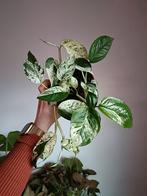 Epipremnum pinnatum marble variegata, Enlèvement ou Envoi