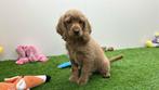 Cockapoo pups, België, 8 tot 15 weken, CDV (hondenziekte), Meerdere