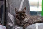 Maine coon kater Black smoke met stamboom, Dieren en Toebehoren, Kater, Gechipt, 0 tot 2 jaar