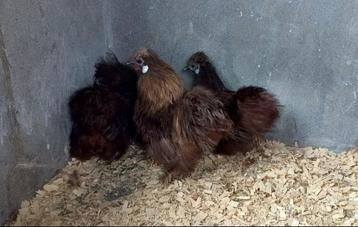 Broedeieren zijdehoen choco (krielversie) beschikbaar voor biedingen