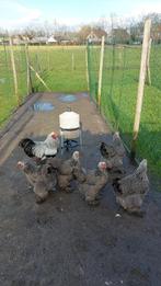 Brahma zilverpatrijs toom, Dieren en Toebehoren
