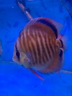 Bruine Snake discussen, Dieren en Toebehoren, Vis, Zoetwatervis, Schoolvis