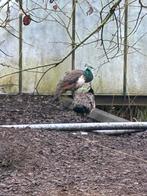 Blauwe pauw haan, Dieren en Toebehoren, Vogels | Overige Vogels, Mannelijk, Tropenvogel