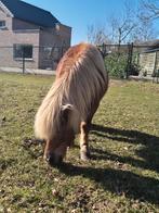 Shetlander pony, Dieren en Toebehoren, Merrie, Zadelmak