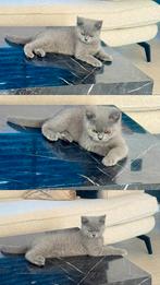 Brits korthaar kittens, Poes, Gechipt, 0 tot 2 jaar