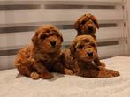 Labradoodle pups abrikoos met stamboom, Dieren en Toebehoren, België, Particulier, 8 tot 15 weken, Eén hond