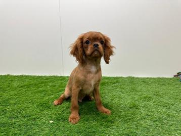 Chiots Cavalier King Charles Spaniel