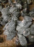 Hanen Mechelse koekoek, Dieren en Toebehoren, Pluimvee