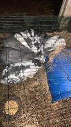 Vlaamse reuzen, Dieren en Toebehoren, Konijnen