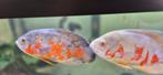 2 oscar Albino, Dieren en Toebehoren, Vis, Zoetwatervis