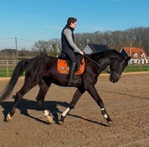Projectpaard of weidemaatje, Dieren en Toebehoren, Paarden, Ruin, Zadelmak, 170 tot 175 cm, 3 tot 6 jaar, Dressuurpaard, Met stamboom